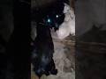 Inside a Goat House 🐐 | Peaceful Village Life #shorts