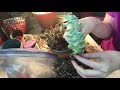 Removing Glued In Succulents From Pot Removing Glued In Succulents From Pot