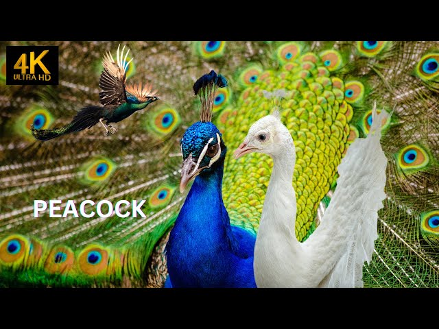 peacock sings 4k. Beautiful animals class=