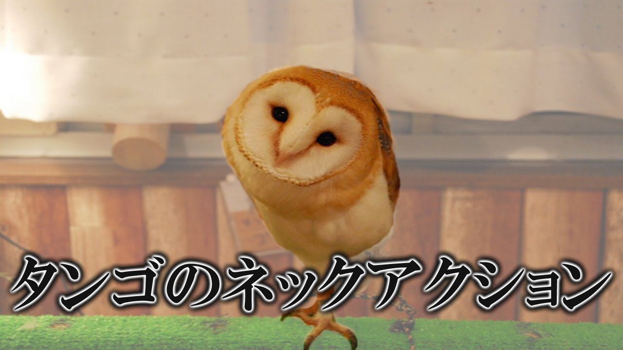 タンゴに使えるネック(背骨)の使い方！！