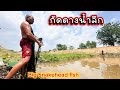 น้ำลึกๆ กัดดาง หว่านแห หาปลา กินเหนียว ปลาค้อใหญ่ big snakehead fish 