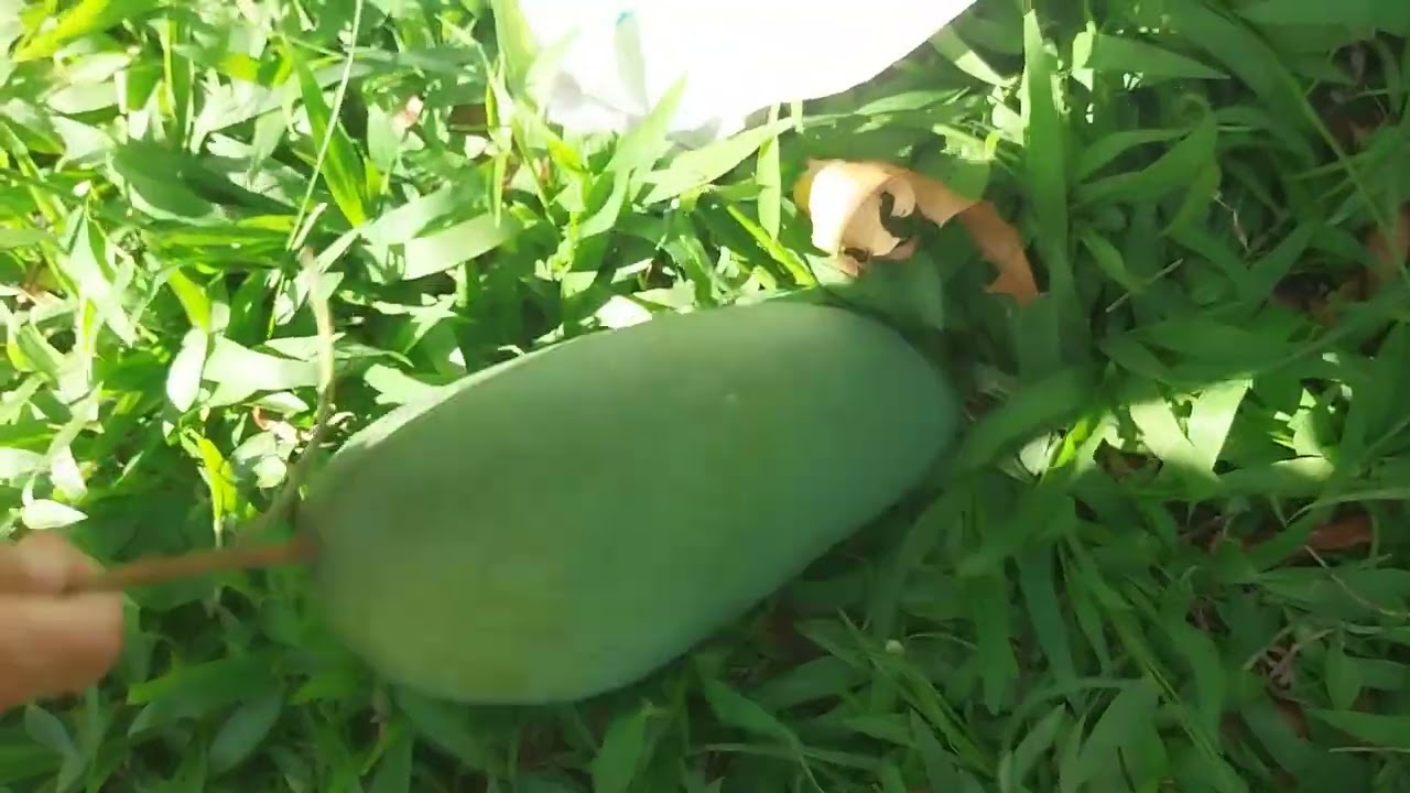 VƯỜN XOÀI CỦA BA