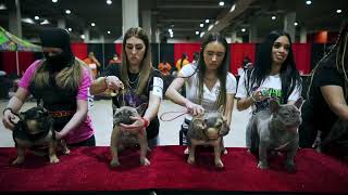 BATTLE OF THE FRENCHIES 2022 Miami #battleofthefrenchies #fluentinfrenchie #frenchie #frenchbulldogs