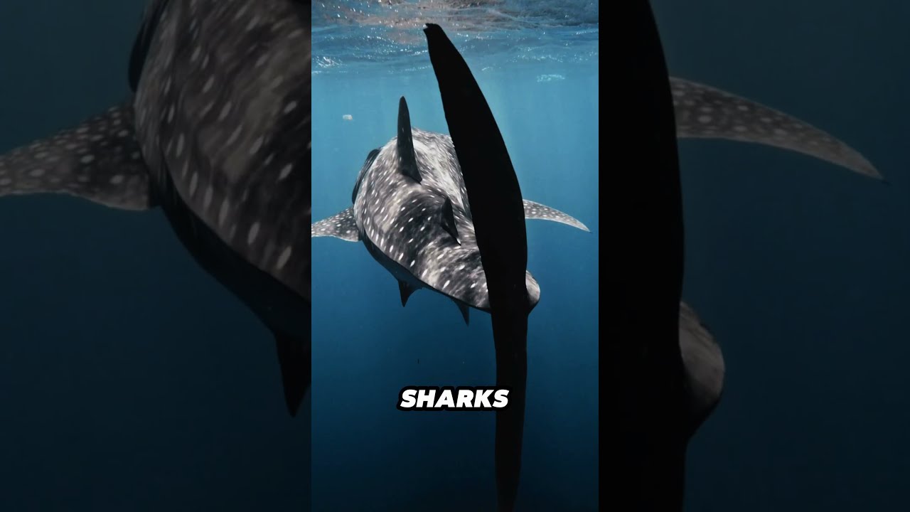 5 INTERESTING FACTS ABOUT ANIMALS