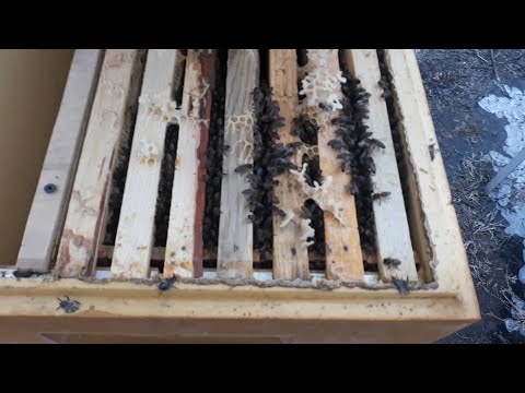 ЗИМУЕМ СОСТОЯНИЕ МОИХ ПЧЁЛ НА ПЕРВОЕ ФЕВРАЛЯ
