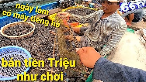 Kiếm Tiến Triếu Mỗi Ngày Với Nghề Mò Ốc Đắng #66TV #sănbắtđồngtháp #mekongriverfish