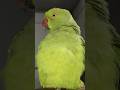 10M + Views my cute pari #parrot #talkingparot #viralshort #viralshort #viral #ytshorts #birds #love