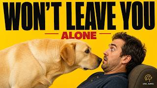 Why Your Dog Suddenly Starts Following You Everywhere