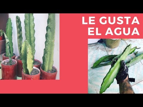 ¿CACTUS TROPICAL? TREPADOR - Hylocereus REINA DE LA NOCHE
