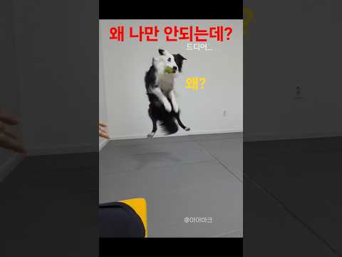보더콜리 마야는 왜 남편만 안될까? thumbnail