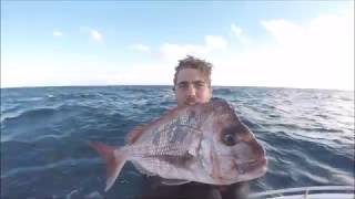HORNYSPEAROS SPEARFISHING BLACKSPOT TUSKFISH