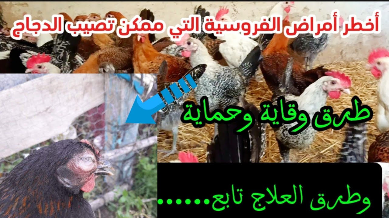 دليل شامل عن فيروس نيوكاسل في الدواجن: الأعراض والعلاجات