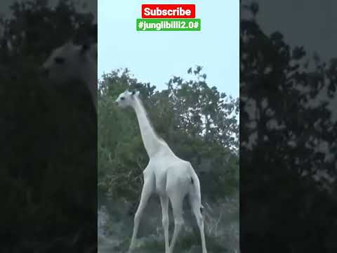 White Giraffe Unique in the World 💯👌| #shorts #uniqueanimals #viral #wildanimal  #junglibilli2.0