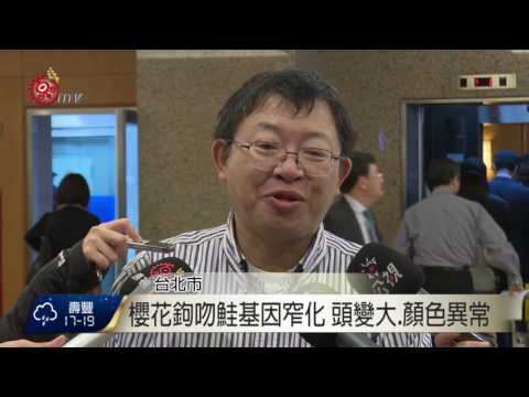 櫻花鉤吻鮭變異? 疑人工繁殖基因窄化 2017-01-19 TITV 原視新聞