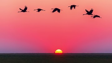 مكررة Repeated -- سورة الفجر سعد الغامدي Al Fajr Saad Al Ghamdi