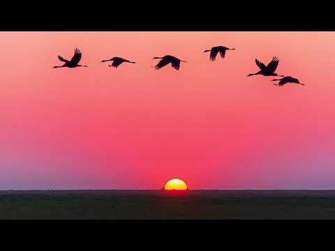 مكررة  سورة الفجر سعد الغامدي     