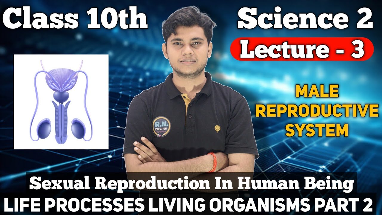 Male Reproductive System | 10th Science 2 | Chapter 3  | Life Processes in living organisms Part 2 