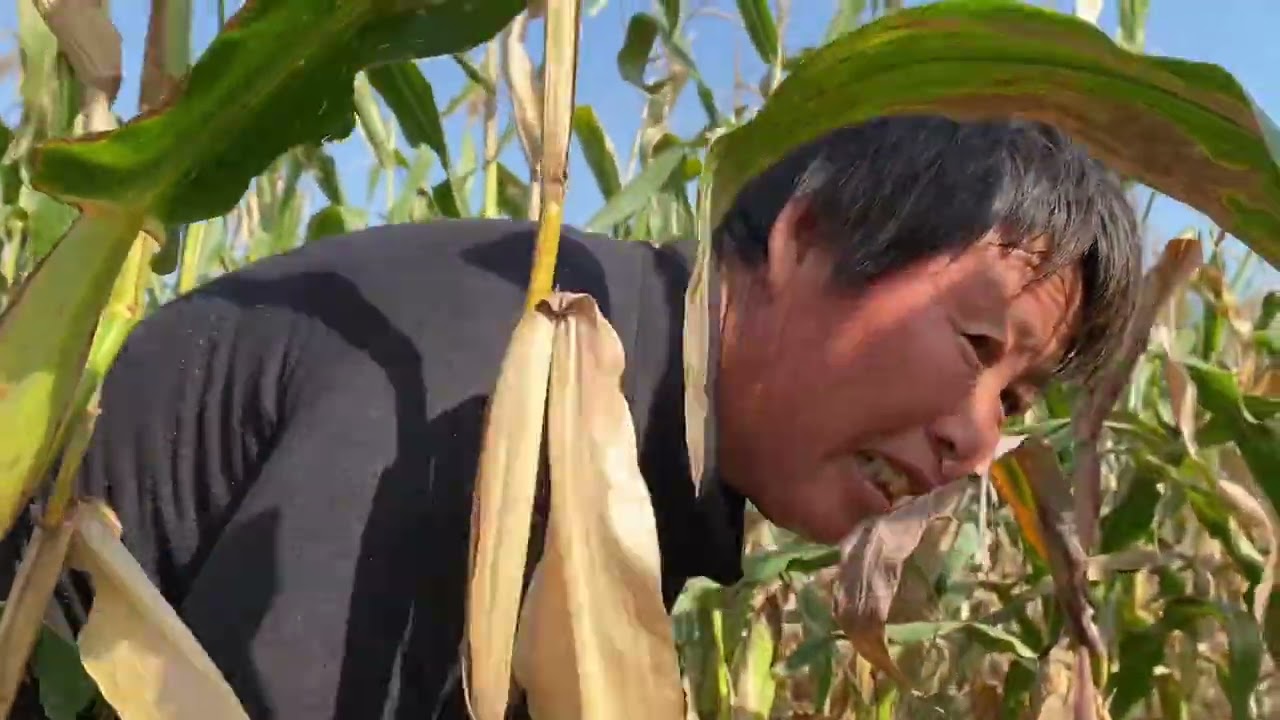 小红家玉米大丰收，全家干的热火朝天，不料中途发生啥意外？心疼 #100个丰收喜悦故事 #农忙秋收 #田园生活 #丰收 #掰玉米 #我的农村真实生活