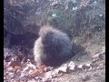 The Wild World of the Porcupine