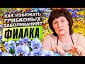 Фиалка. Как избежать грибковых заболеваний и вылечить комнатные растения?