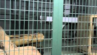 夜の動物園時のユキヒョウ親子~Snow Leopard in Night Zoo