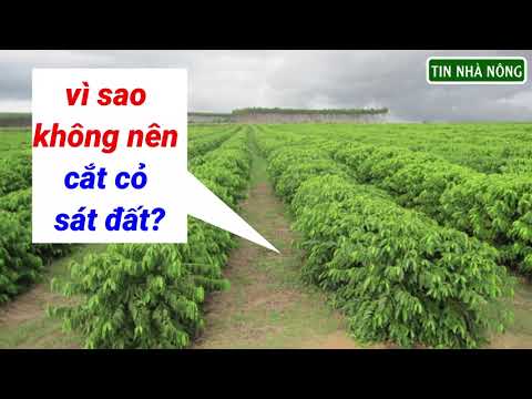 Video: Nền Cà Phê Có Tốt Cho Bãi Cỏ Không: Mẹo Sử Dụng Nền Cà Phê Trên Bãi Cỏ