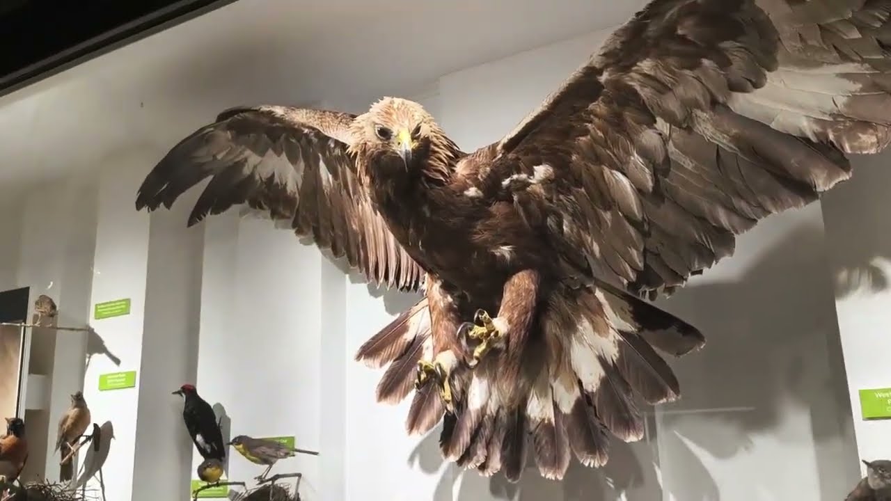  Massive stuffed animals at the museum