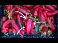 How to Grow Peppers (Organically)