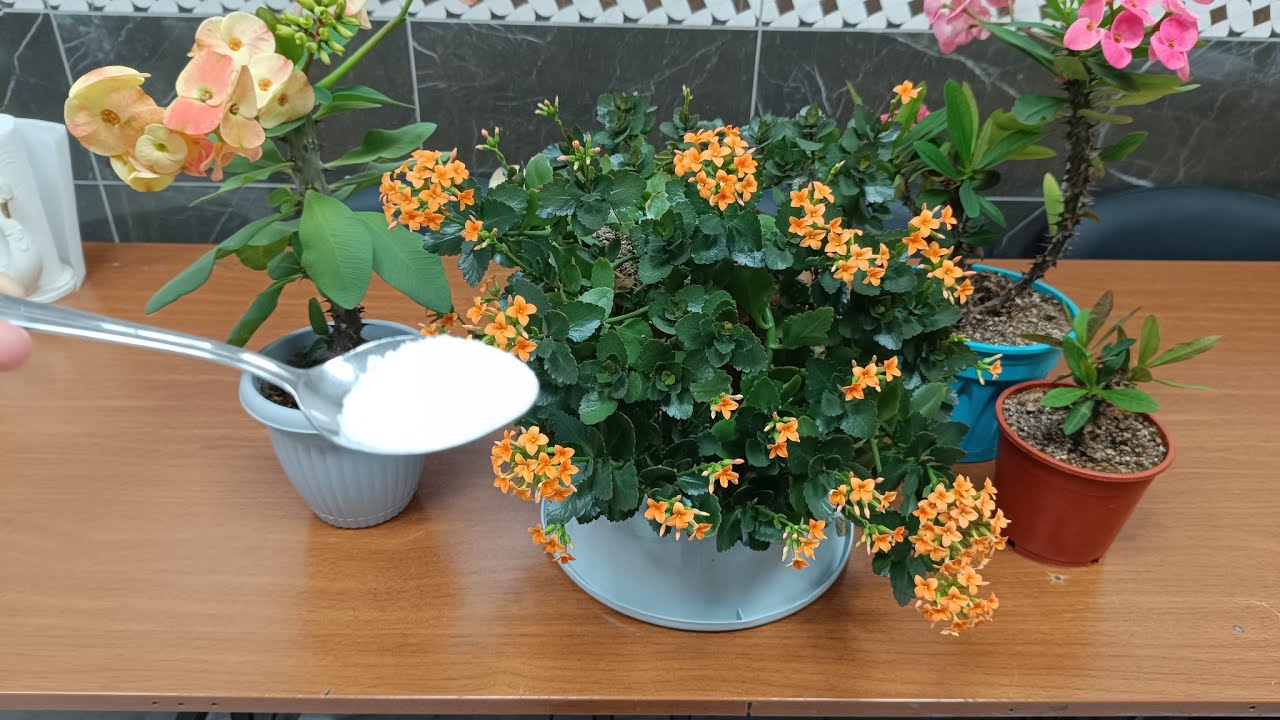 Çiçek coşturan kür 💯 KALANŞOLAR ÇILDIRDI 💯 bir kaşık verin çiçekler coşsun ✅