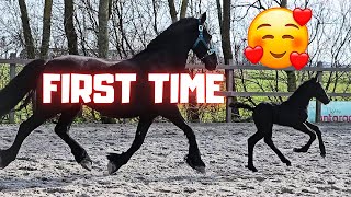 The first time outside | My best friend QueenUniek is gone | Colts are playing! | Friesian Horses