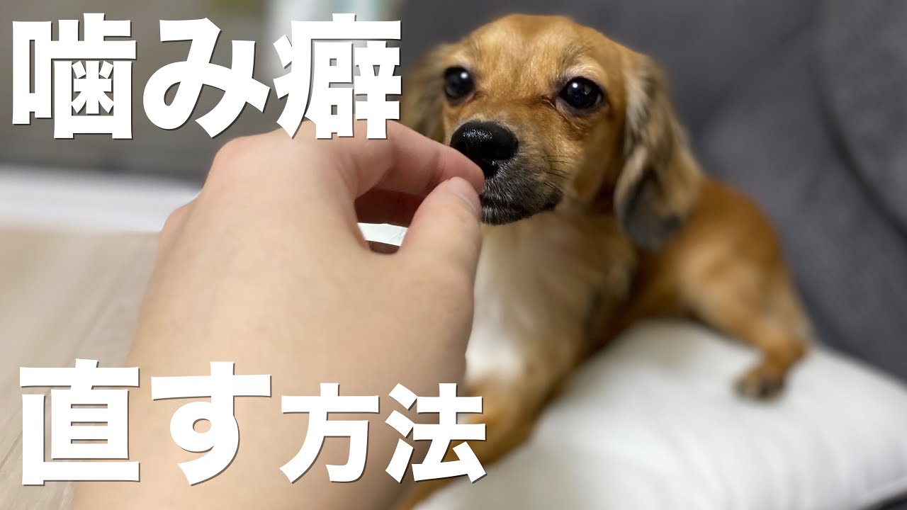 子犬 噛み 癖 治し方 101594子犬 噛み癖 治し方 khaijijp