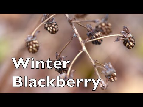 How To Identify Blackberry In The Winter