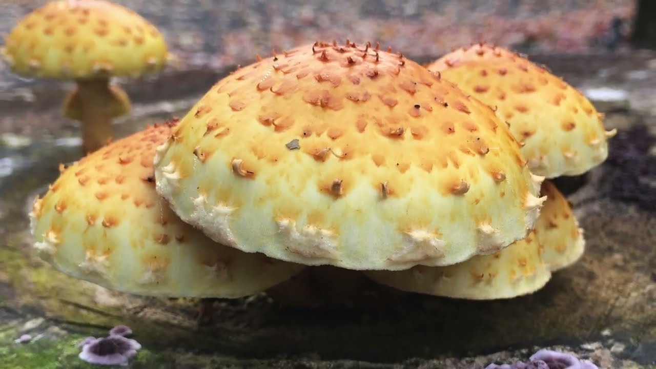 Craig Santiago Beneath The Moss Official Music Video