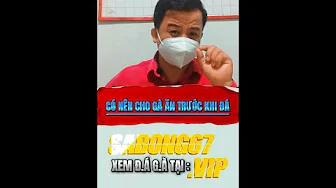 Có nên cho gà ăn trước khi đá | Sabong67 #kinhnghiemdaga #sabong67 #dagathomo #thomo #cpc #thinhhanh thumbnail