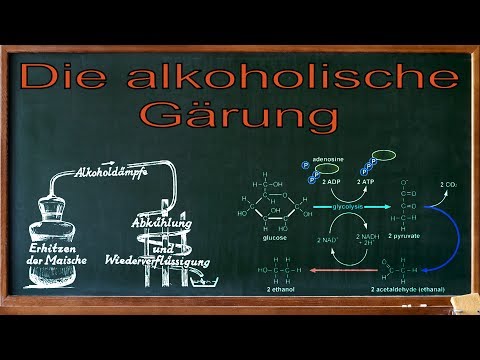 Video: Triosephosphat in der alkoholischen Gärung?