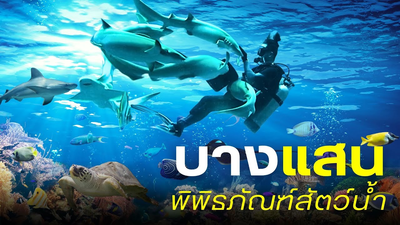 Аквариум Бангсаен, Аквариум Бангсаен 80 бат, Институт морских наук