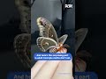 Moths of North America Compared Giant vs Regular