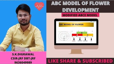 ABC & ABCE MODEL OF FLOWER DEVELOPMENT || APETELA GANE || LEAFY GENE ||concept of brain life science