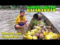 BUAH UNIK INI SUDAH HAMPIR PUNAH, MANGGA HUTAN KALIMANTAN