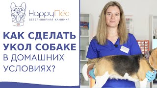 🐕 Как безболезненно сделать внутримышечную инъекцию собаке? Внутримышечная инъекция собаке видео.12+