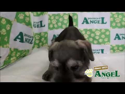 ミニチュアシュナウザー 2508025 【ペットショップエンゼル 子犬・子猫販売】