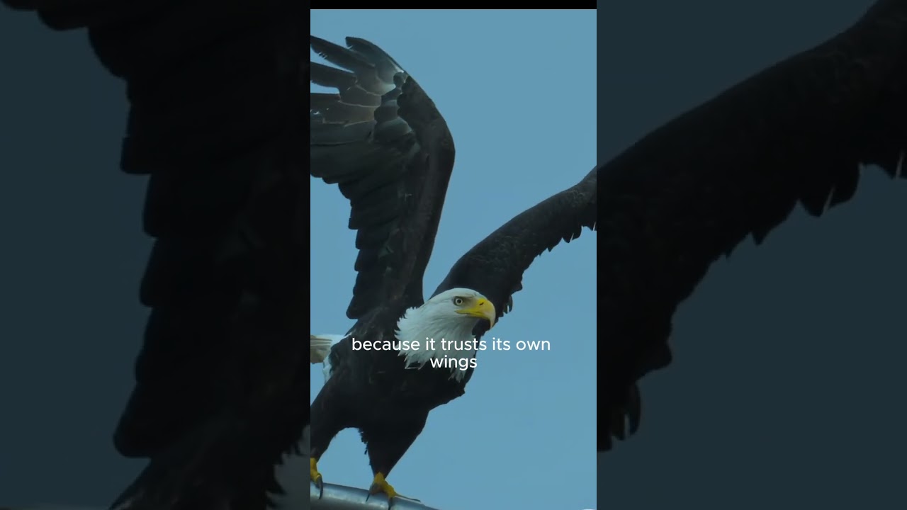 Sigma Rule ! Believe in Your Wings: Trusting Your Strengths 