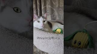 It's Corn!🌽 #shorts #cat #viral #fyp #funny #cute #subscribe #trend #foryou #trend #corn #memes It's Corn!🌽 #shorts #cat #viral #fyp #funny #cute #subscribe #trend #foryou #trend #corn #memes