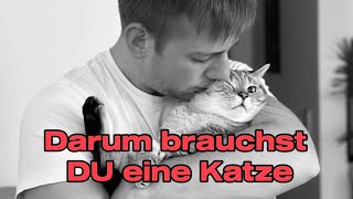 Gründe, warum DU eine Katze brauchst! CatInfo