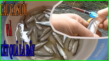 Câu Cá Mương Suối | Câu Cá Giải Trí Và Ẩm Thực