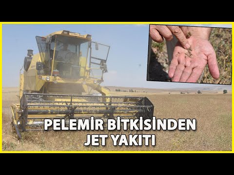 Pelemir Bitkisinden Jet Yakıtı Elde Edilecek