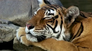 Nothing Else Matters - Gregorian