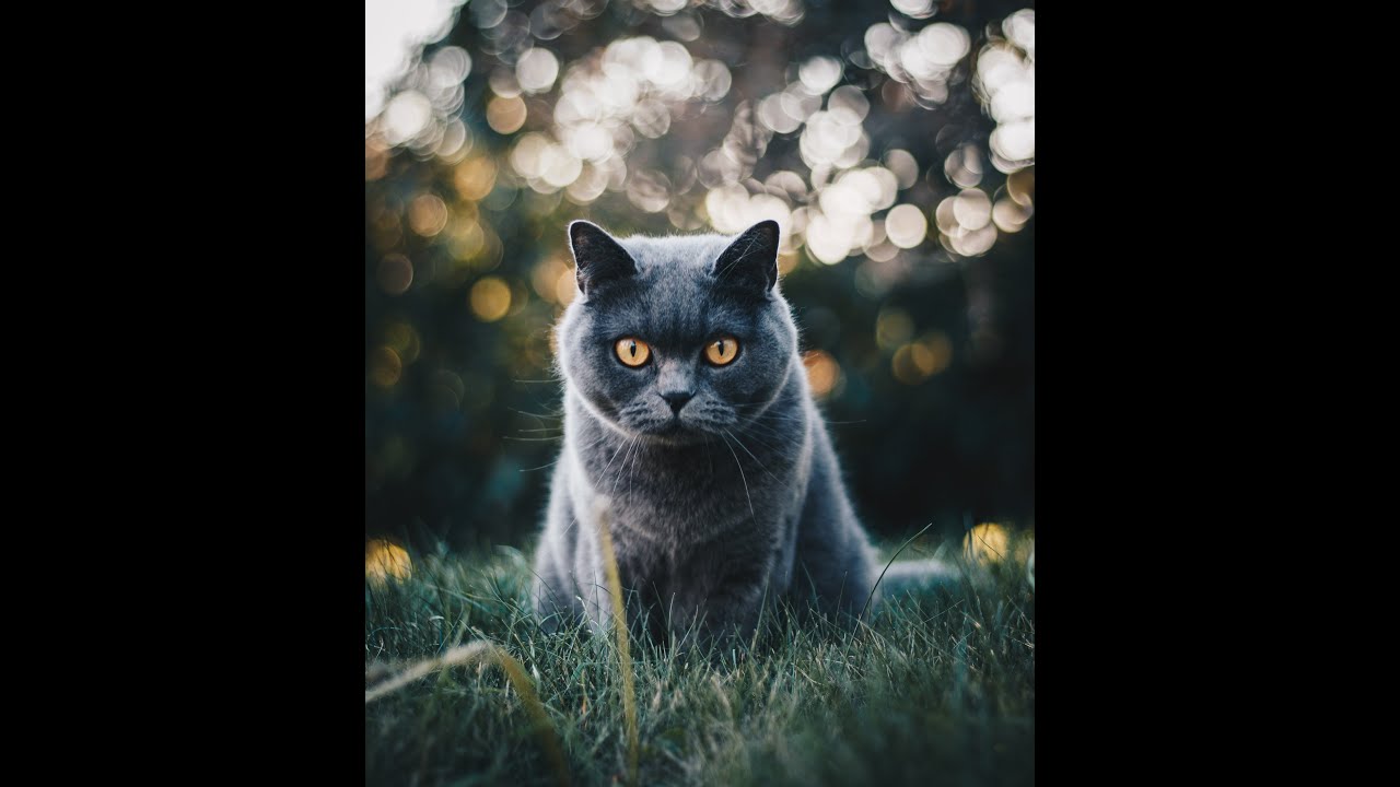Calm Your Hyperactive Cat Down | ONE SIMPLE TRICK | - YouTube