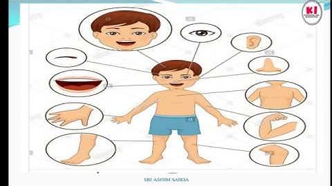 This is about my body - CBSE class 1 EVS Chapter 2