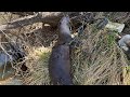 Spring beaver trapping otter catch